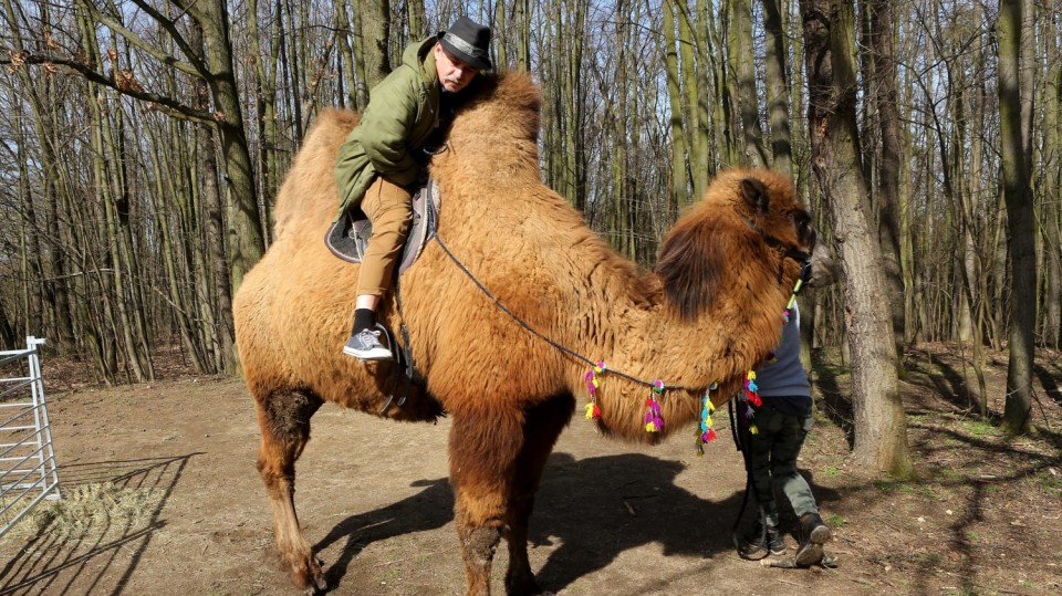 Čumpelík v seriálu Krejzovi na velbloudovi